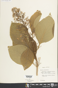Cornutia grandiflora image