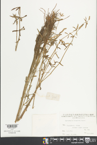 Image of Pogostemon sampsonii