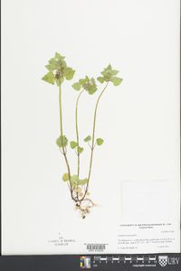 Lamium purpureum image