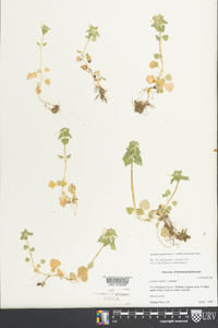 Lamium purpureum image