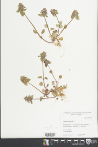 Lamium purpureum image