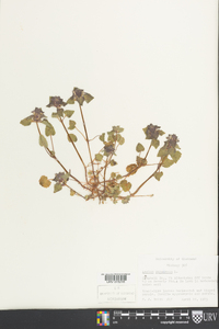 Lamium purpureum image