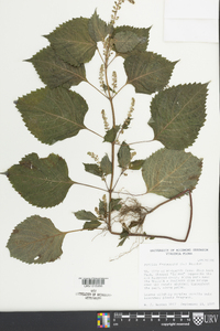 Perilla frutescens image