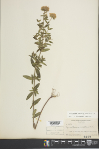Pycnanthemum flexuosum image