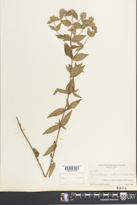 Pycnanthemum muticum image