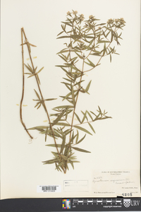 Pycnanthemum virginianum image