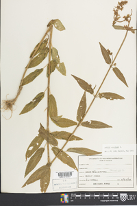 Stachys tenuifolia image