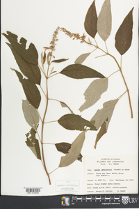Salvia jamaicensis image