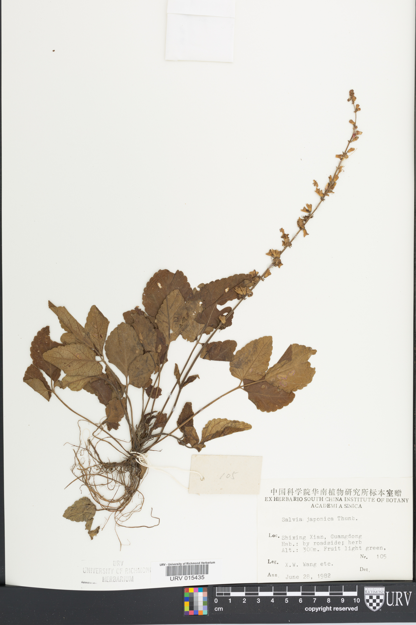 Salvia japonica image