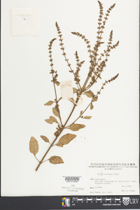 Salvia plebeia image