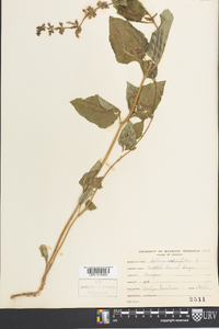 Salvia urticifolia image