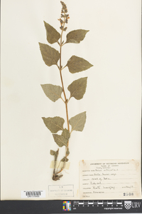 Salvia urticifolia image