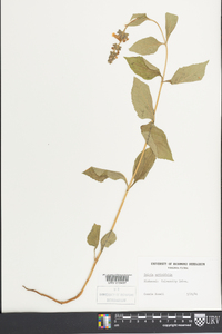 Salvia urticifolia image