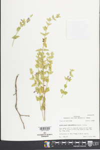 Scutellaria cardiophylla image