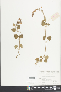 Scutellaria indica image