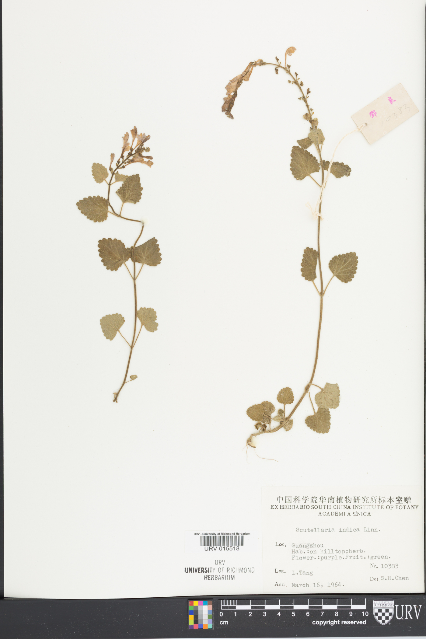 Scutellaria indica image