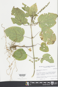 Scutellaria ovata image