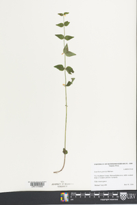 Scutellaria nervosa image