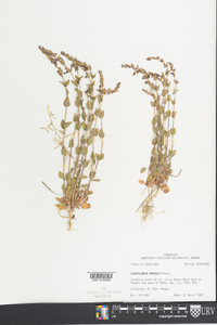 Scutellaria parvula image