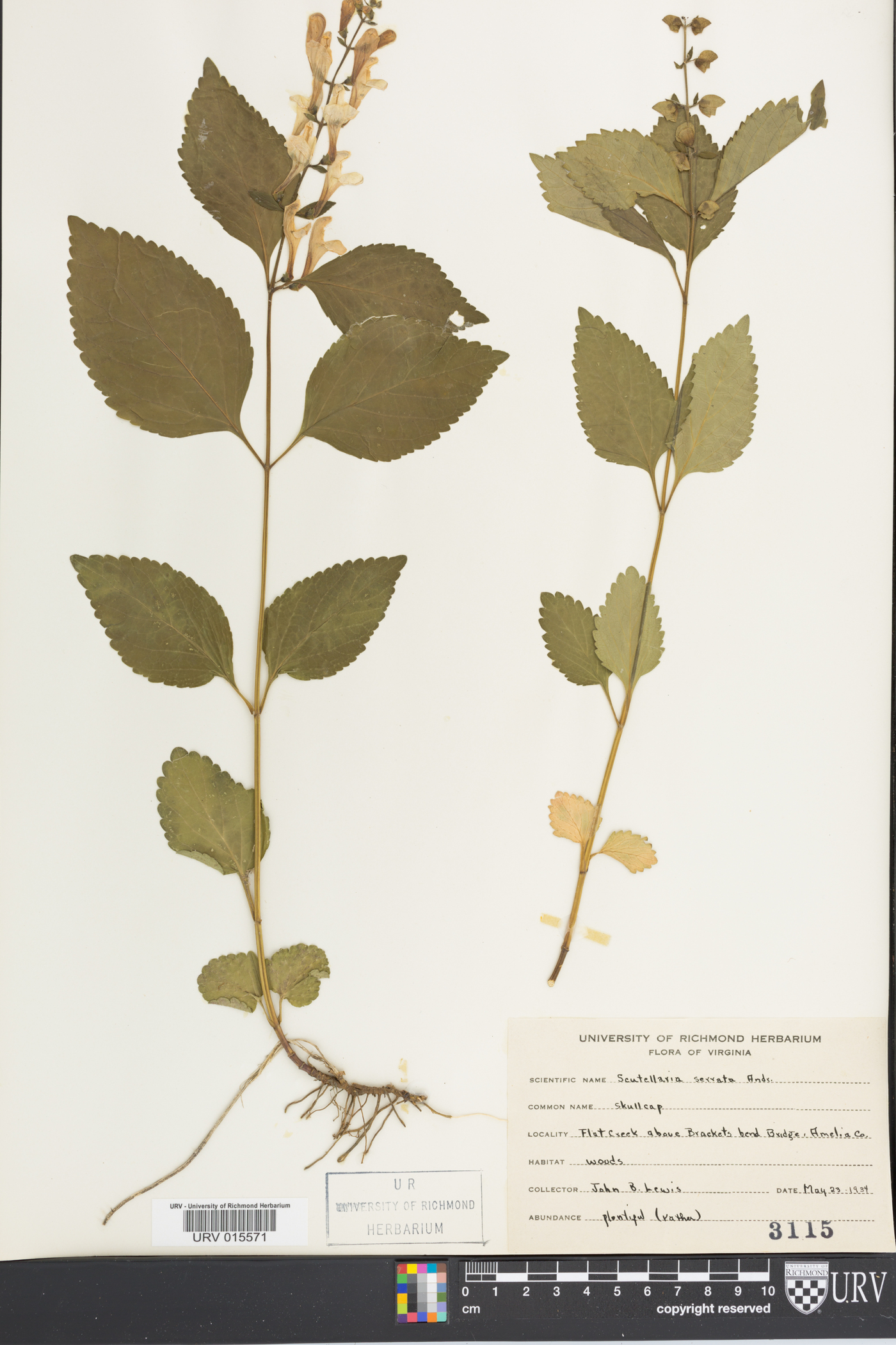 Scutellaria serrata image