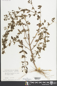 Trichostema dichotomum image