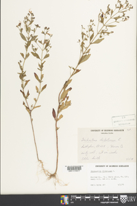 Trichostema dichotomum image