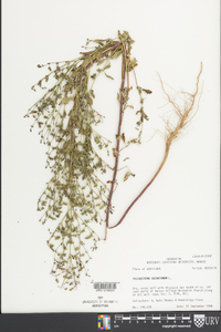 Trichostema dichotomum image