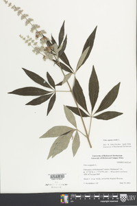 Vitex agnus-castus image