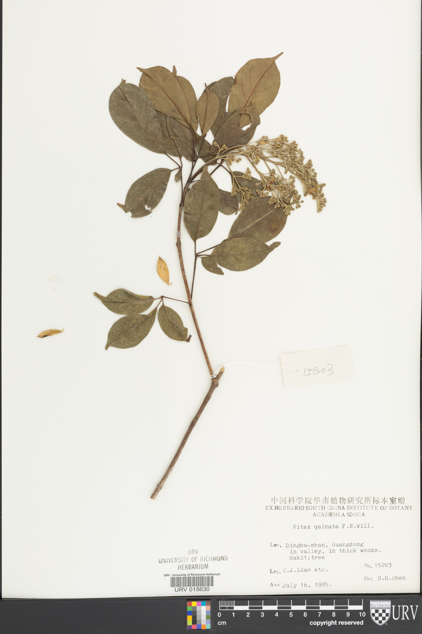 Vitex quinata image
