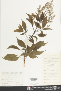 Vitex quinata image