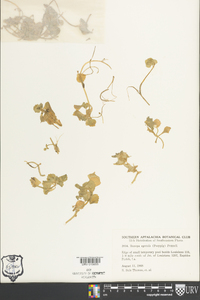 Bacopa egensis image