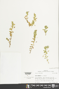 Bacopa monnieri image