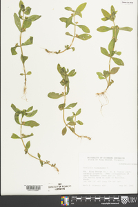 Gratiola virginiana image