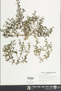 Gratiola virginiana image