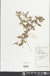 Image of Lindernia montana