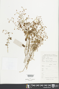 Image of Vandellia setulosa