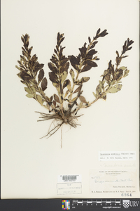 Mecardonia acuminata image