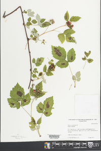 Rubus occidentalis image