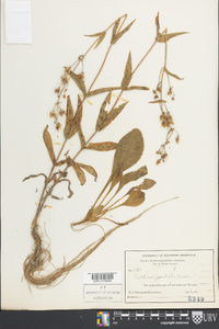 Penstemon canescens image