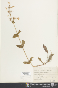 Penstemon hirsutus image