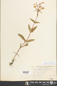 Penstemon laevigatus image