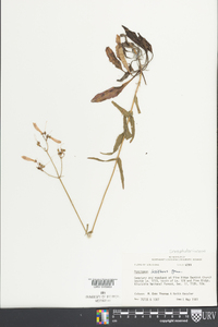 Penstemon laxiflorus image