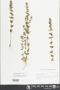 Sophronanthe pilosa image