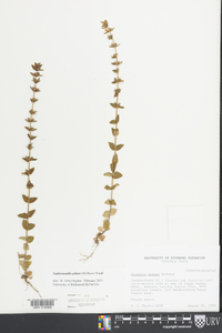 Sophronanthe pilosa image