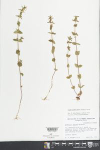 Sophronanthe pilosa image