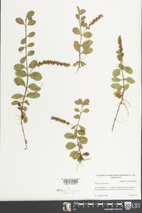 Veronica officinalis image