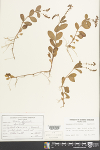 Veronica officinalis image