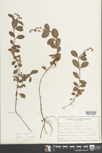 Veronica officinalis image