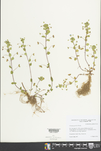 Veronica persica image