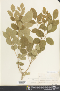 Fraxinus caroliniana image